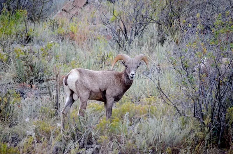 Bighorn Sheep Wildlife Viewing